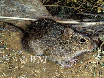 Sigmodon hispidus, Hispid-Cotton Rat
